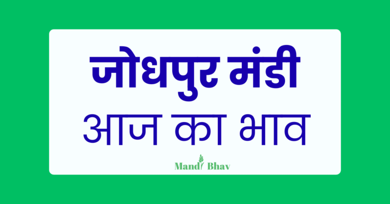 Jodhpur Mandi Bhav